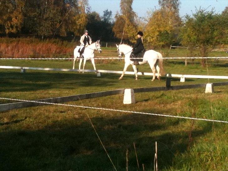 Anden særlig race milan billede 20