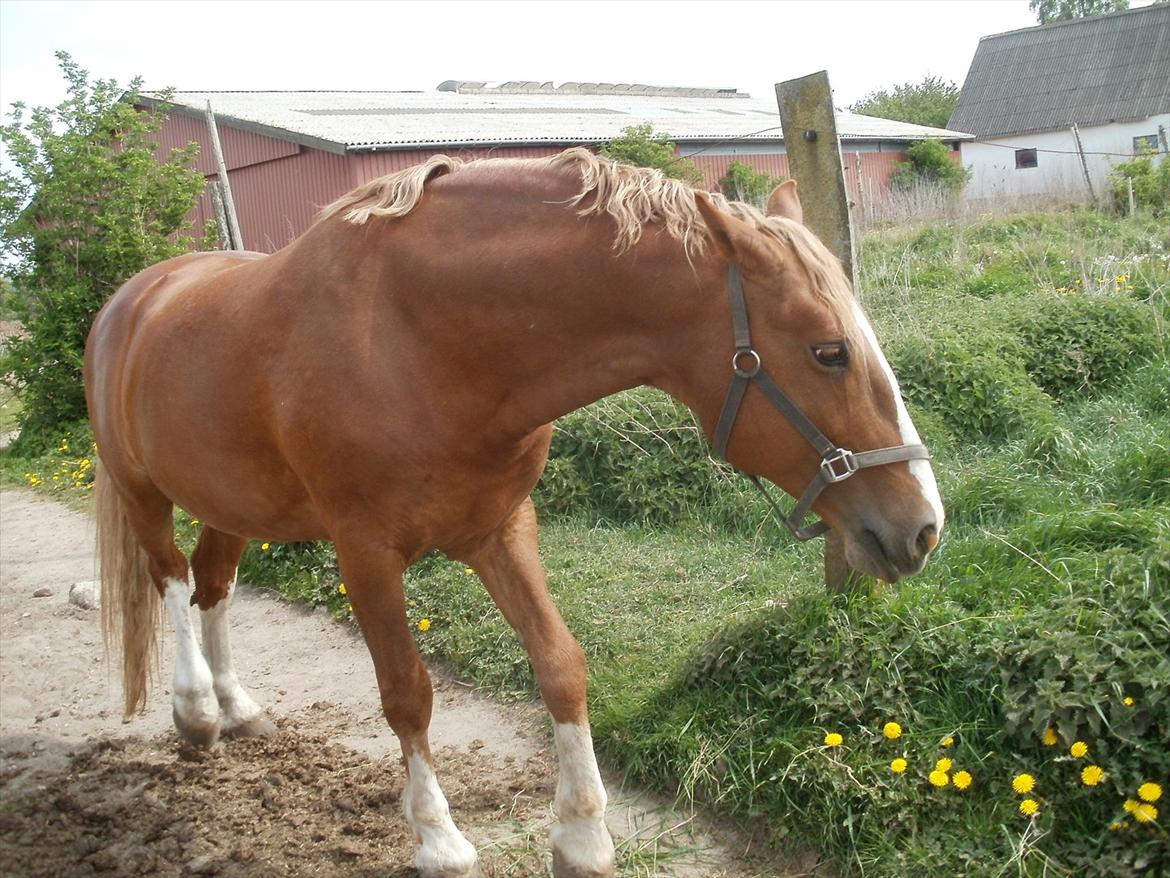Frederiksborg cassalus af egensevang - jeg kan se noget i græsset med hvad eer det billede 6