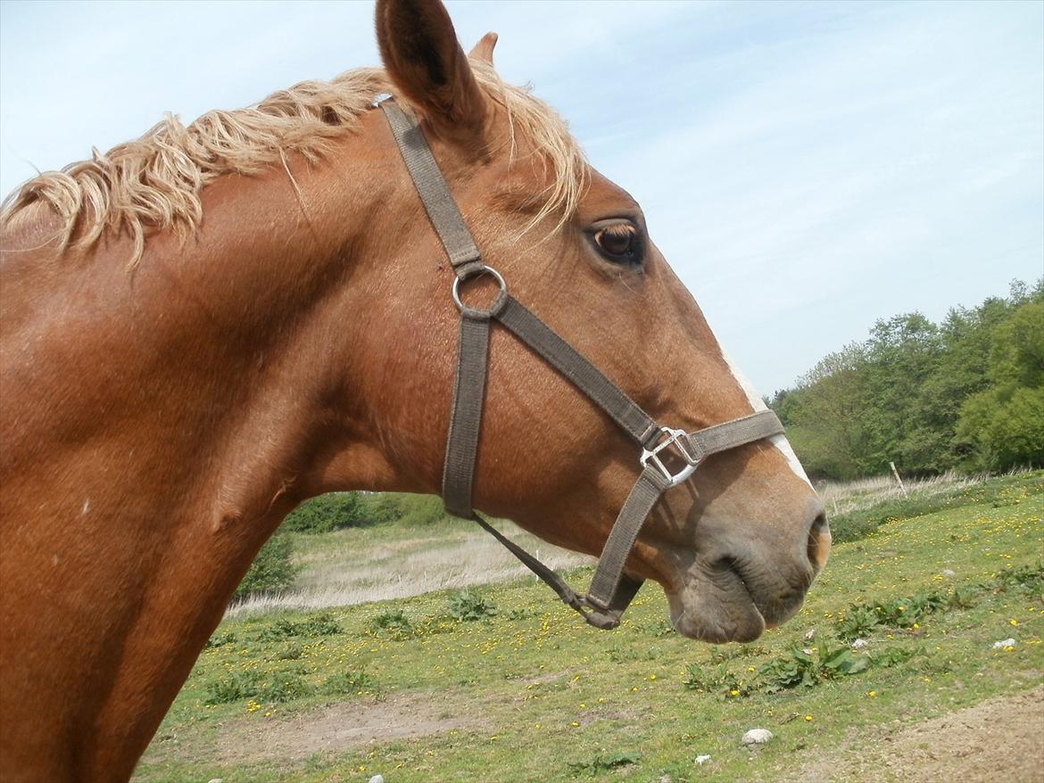 Frederiksborg cassalus af egensevang - jeg skal nok holde vagt billede 8