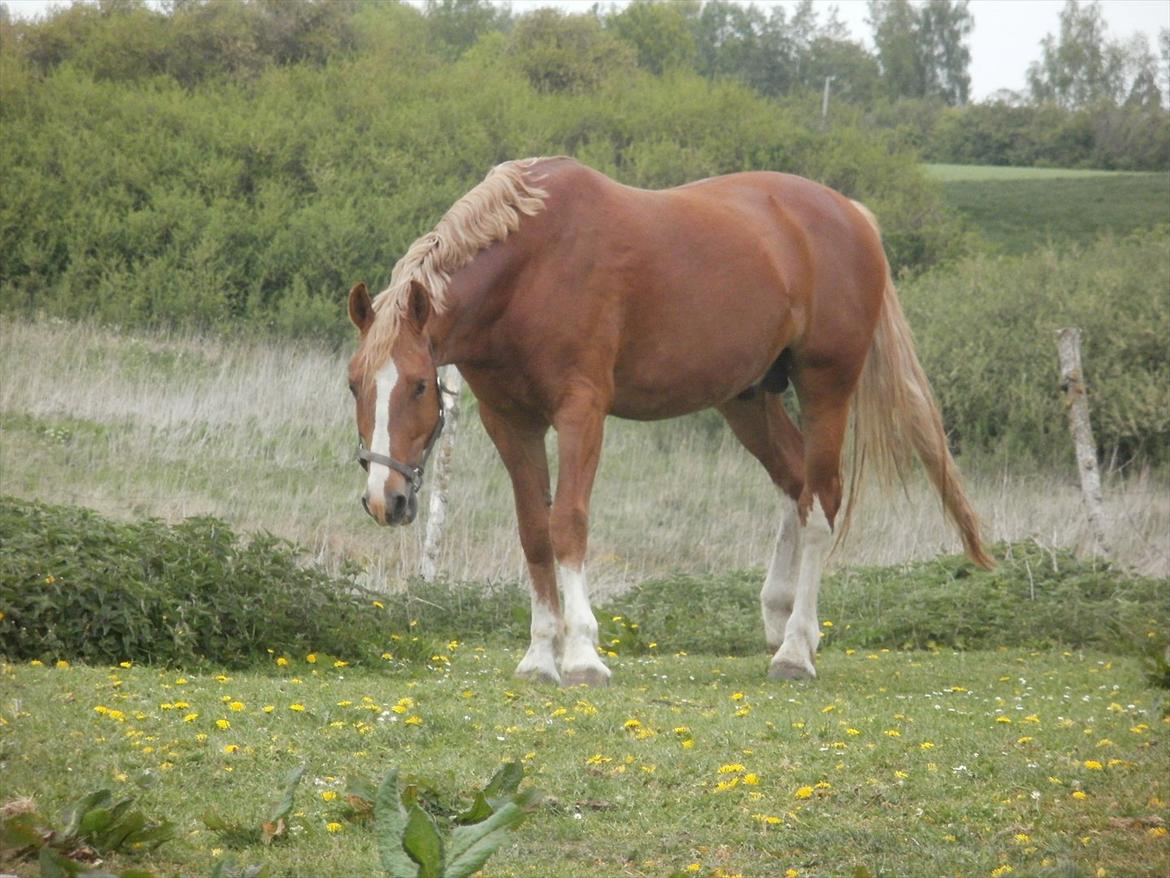 Frederiksborg cassalus af egensevang - sov godt vil sove billede 9