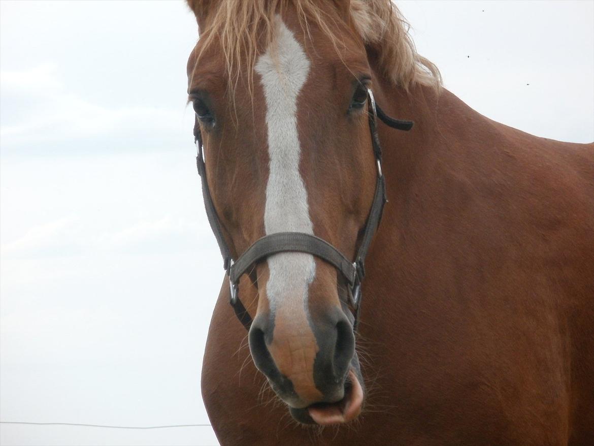 Frederiksborg cassalus af egensevang - farvel og tak fordi i kigge 
læg gerne en kommater billede 15