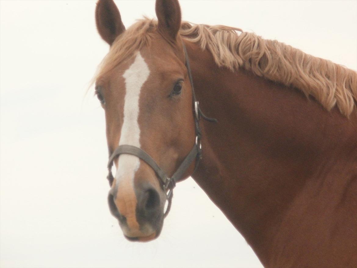 Frederiksborg cassalus af egensevang - hvad!! har i adrig set en morgen træt dreng  billede 11