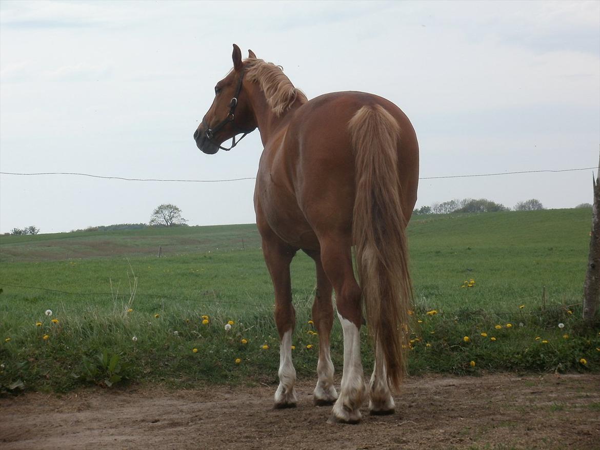 Frederiksborg cassalus af egensevang - nu gider jeg alså ikke mere nu vil ejg have fred billede 14