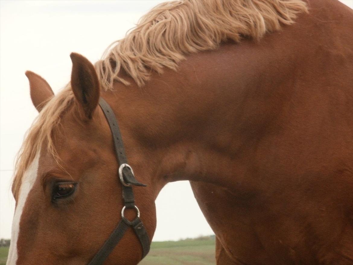 Frederiksborg cassalus af egensevang - nøj hvor er jeg træt  billede 13