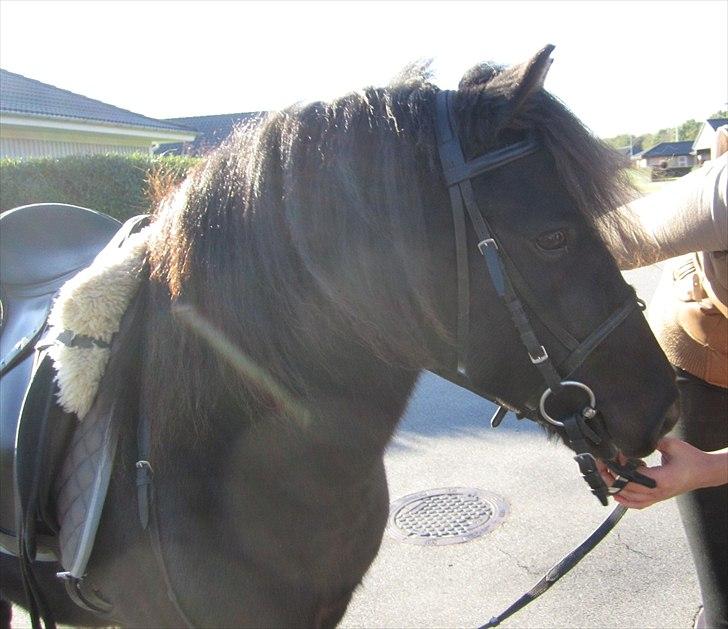 Anden særlig race Mr. Amarni Black Code billede 4