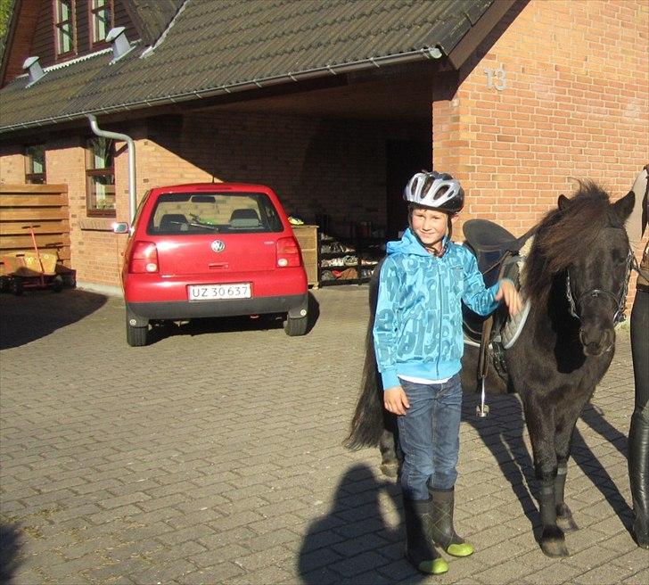 Anden særlig race Mr. Amarni Black Code billede 6