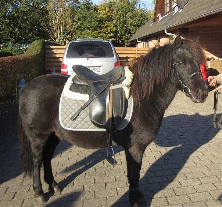 Anden særlig race Mr. Amarni Black Code billede 7