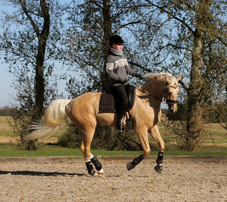 Palomino Golden Charm SOLGT billede 8