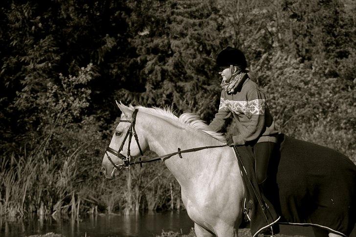 Palomino Golden Charm SOLGT - Verdens dejligste hest! :* fotograf Line Schmidt billede 2