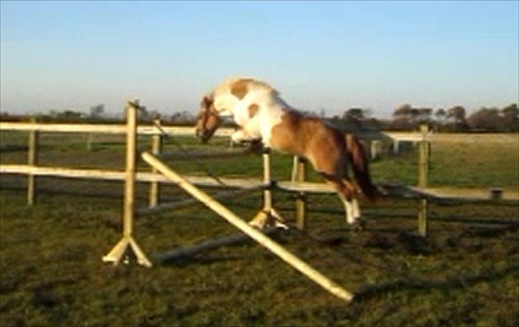 Anden særlig race Felix  - Springer næsten egen højde :O billede 5