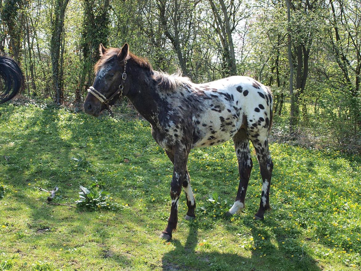 Knabstrupper Fair Camouflage billede 18