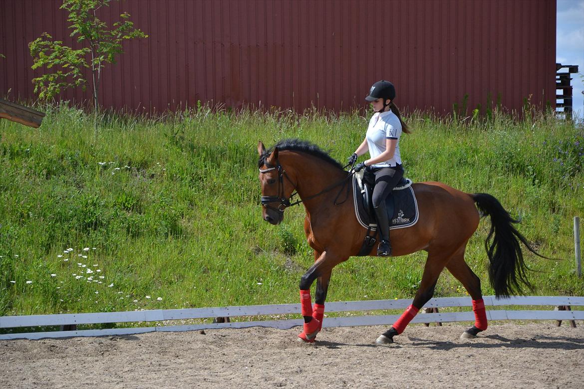 Pinto Cæsar af bæktoft billede 14