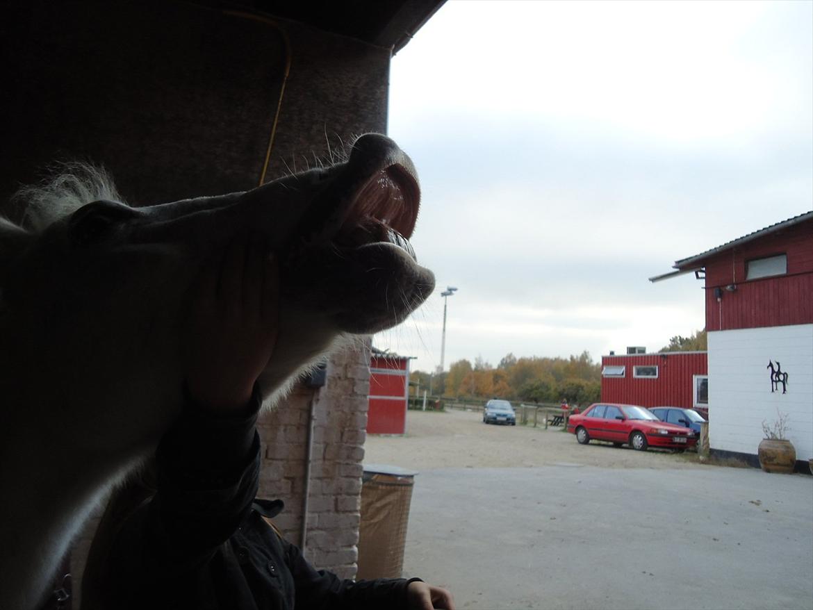 Anden særlig race Simba (part) - Elsker at smille<3 billede 3