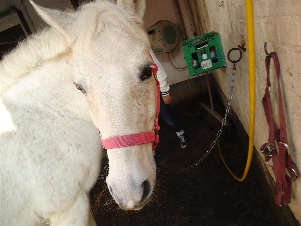 Anden særlig race Simba (part) - fortryd aldrig det der fik dig til at smile<3 Foto: Mig billede 6