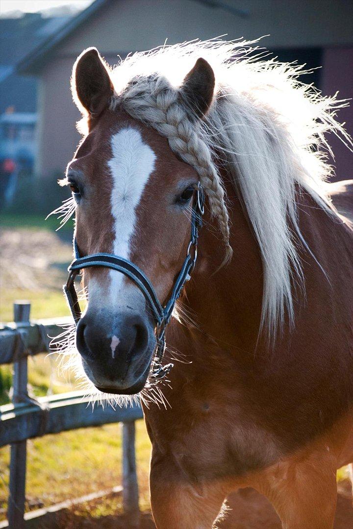 Haflinger † Gabora <3 † - Fotograf // SHT-foto - 23/1+-2011  Smukke pige! (': billede 4