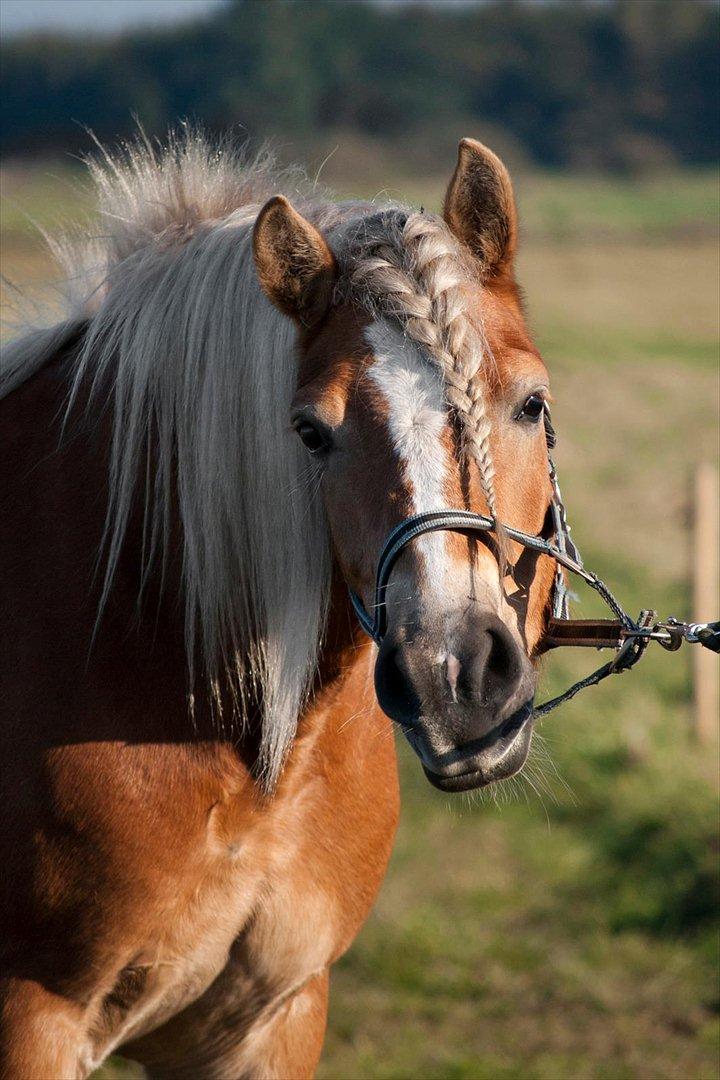 Haflinger † Gabora <3 † - Fotograf // SHT-foto - 23. oktober, 2011.. Kære prinsesse! (: billede 17