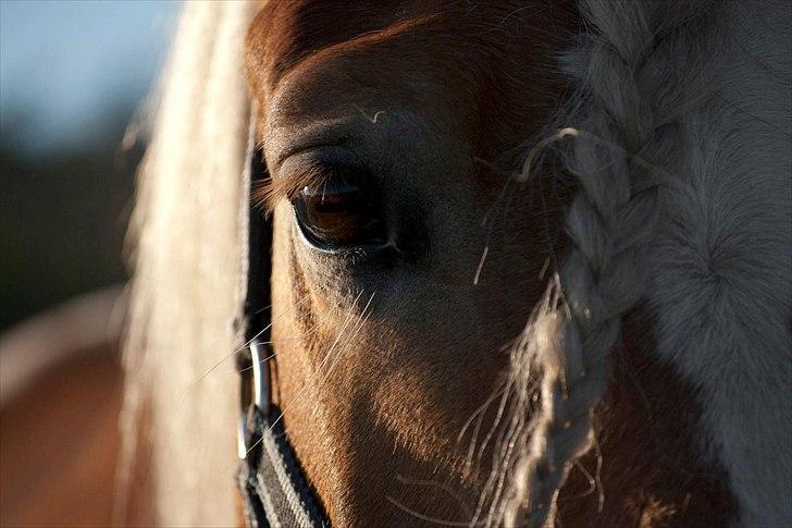 Haflinger † Gabora <3 † - Fotograf // SHT-foto - 23-10-2011.. <3 billede 14