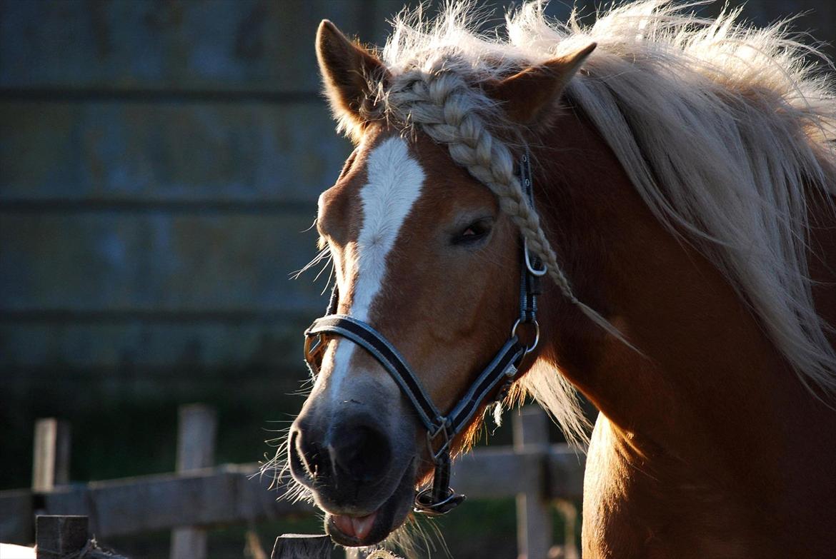 Haflinger † Gabora <3 † - Fotograf // SHT-foto - 23. okt, 2011.. Fjog.. :O) billede 9