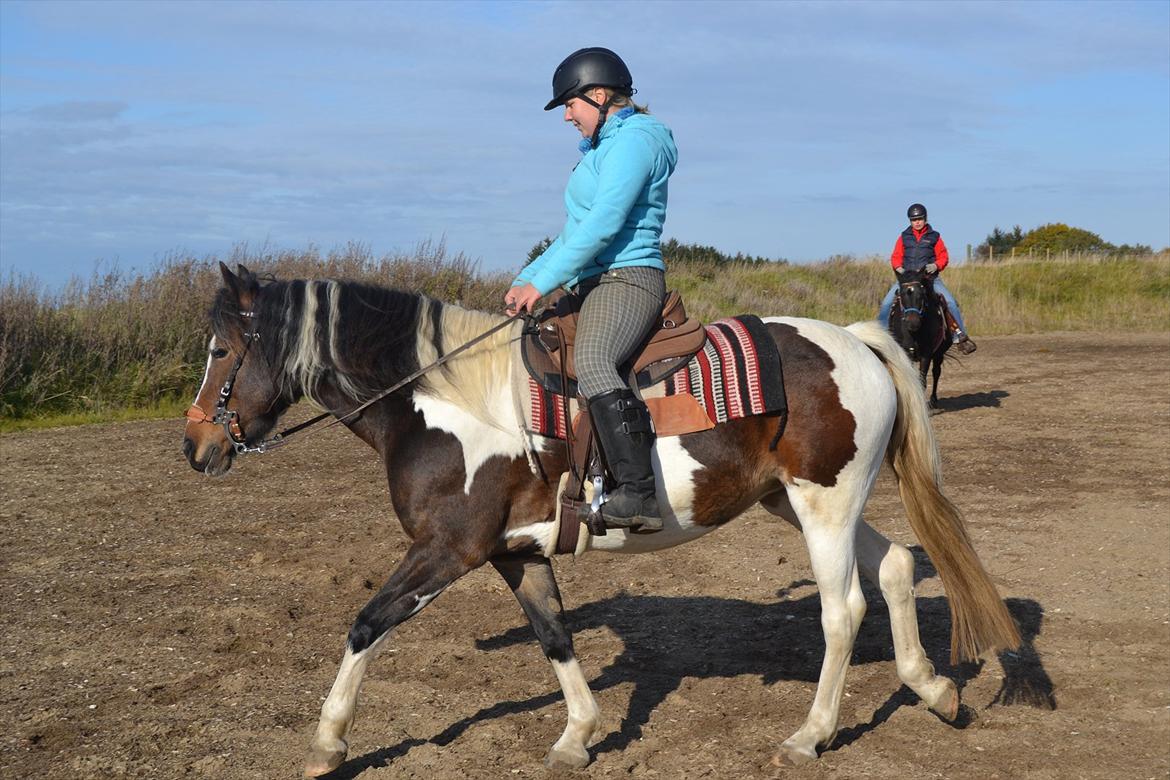 Pinto Bonita - Western Bonita;) billede 14