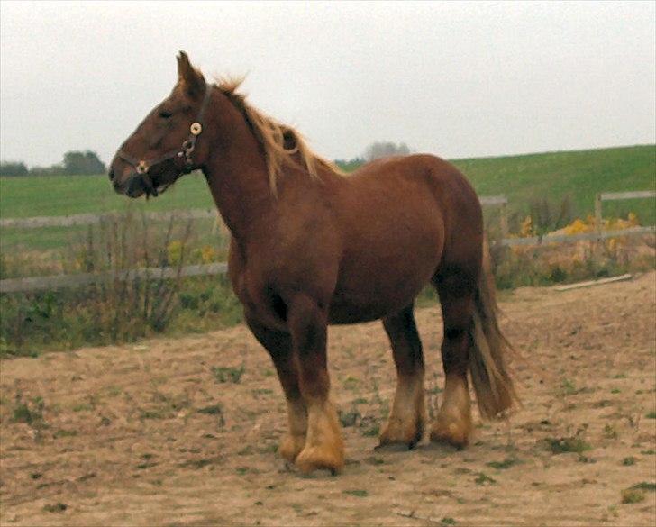 Jyde Balder billede 1