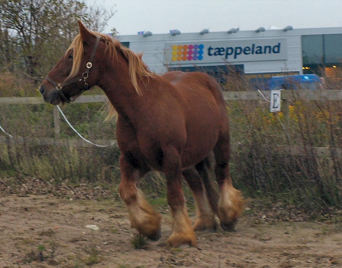 Jyde Balder billede 7
