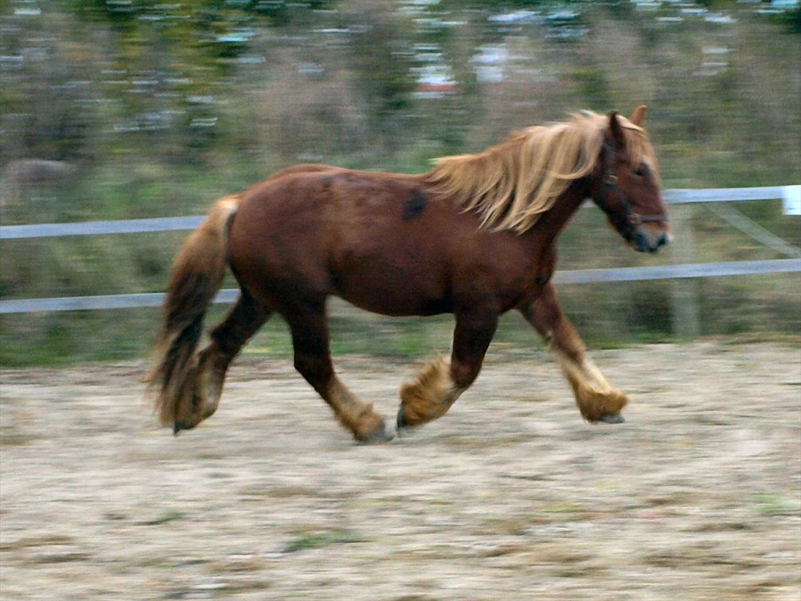 Jyde Balder billede 9