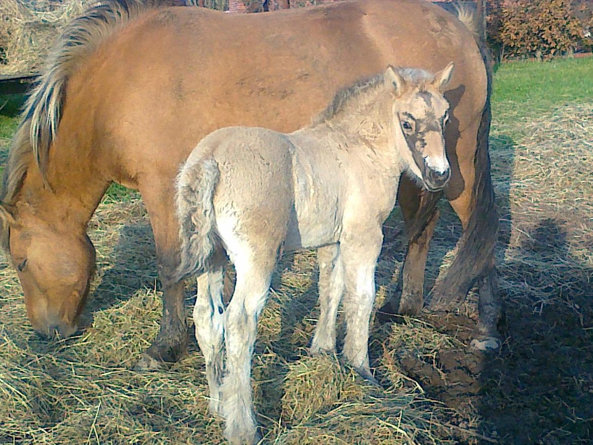 Anden særlig race dixie billede 19