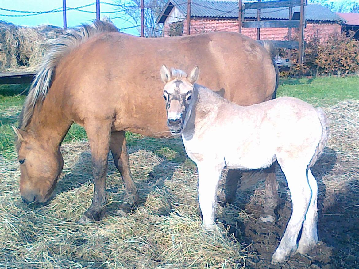 Anden særlig race dixie billede 20