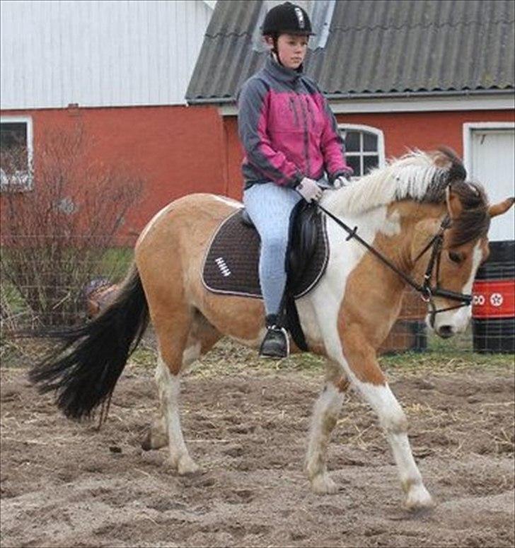 Anden særlig race Sigurd :) - Den lille basse når han går fantastisk! billede 1