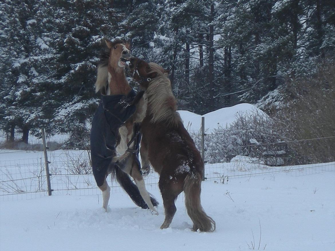 Anden særlig race Sigurd :) - Christian og Sigurd "leger" billede 2