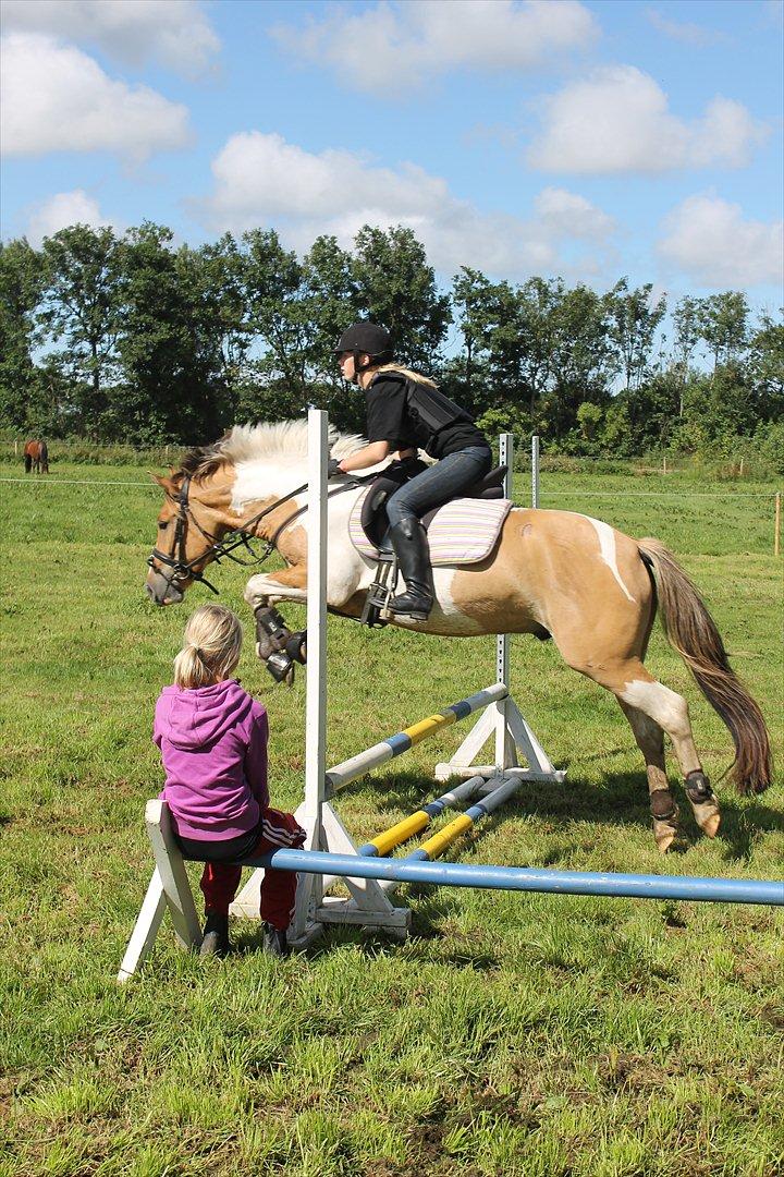 Anden særlig race Sigurd :) - Rikke der lånte ham på en ridelejr i sommers, 4. gang han springer, første gang bane. billede 3