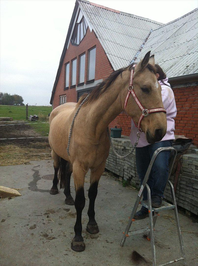 Svensk Varmblod Enggaardens Anja - Else bliver nødt til at stå på en trappestige, for at studse Anja :P billede 5