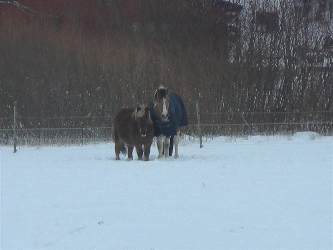 Anden særlig race Sigurd :) - Så skal der kigges! billede 4