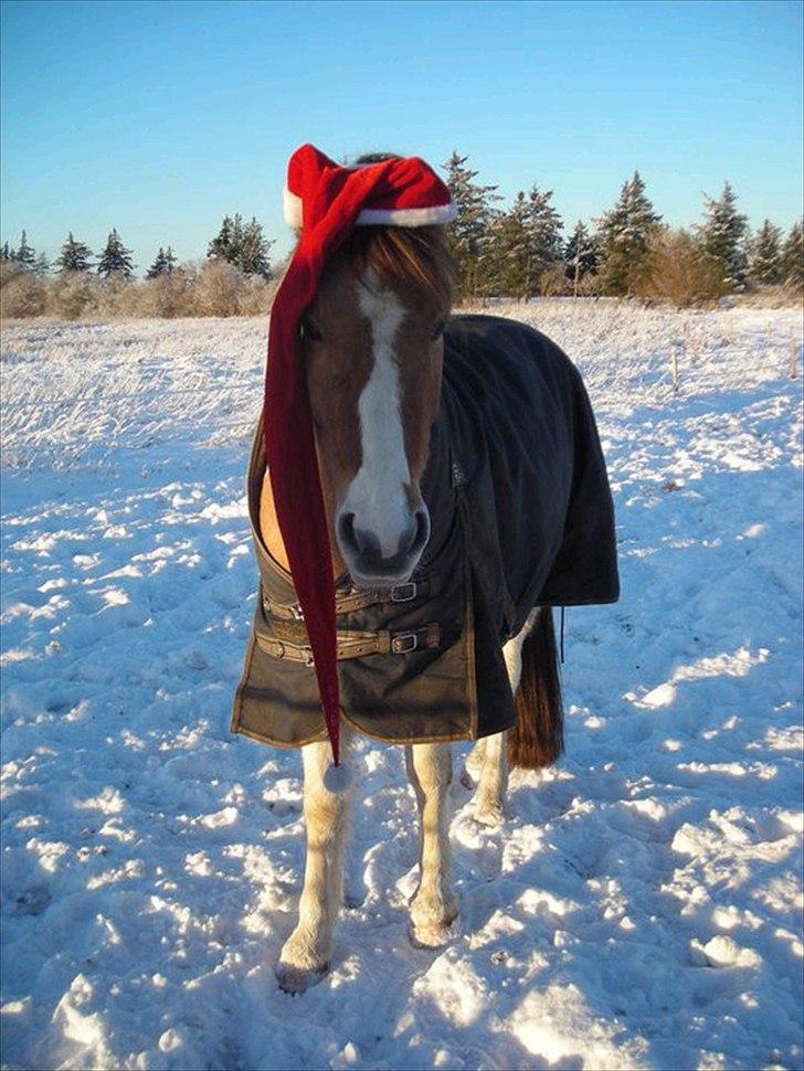 Anden særlig race Sigurd :) - Min lille nisse! billede 5