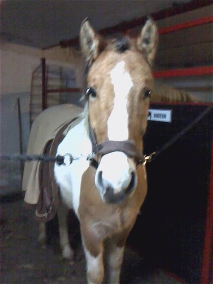 Anden særlig race Sigurd :) - So cute! billede 6