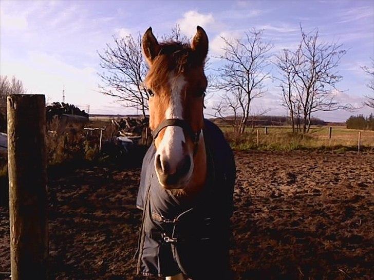 Anden særlig race Sigurd :) - Møøøs! billede 7