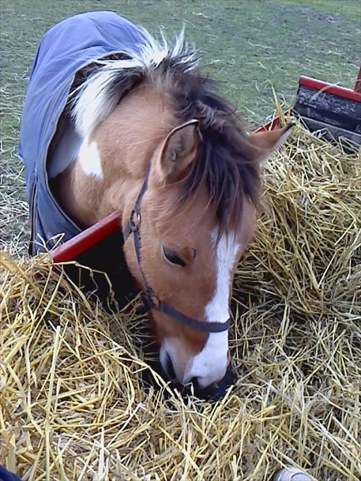 Anden særlig race Sigurd :) - Mums! billede 8