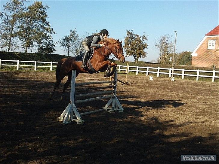 Tysk Sportspony Roxane (SOLGT) - ♥Hyggespring med Emma og Nando. 100cm♥ billede 12