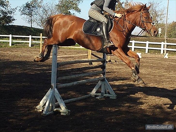 Tysk Sportspony Roxane (SOLGT) - ♥Hyggespring med Emma og Nando. 100cm♥ billede 10