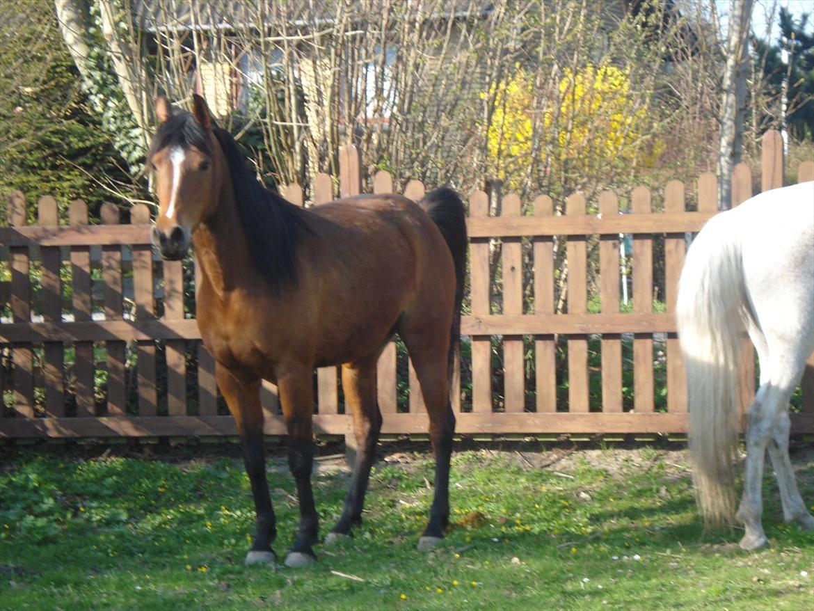 Arabisk fuldblod (OX) Bipotia ox 3279 (Chanel) - Chanel billede 1
