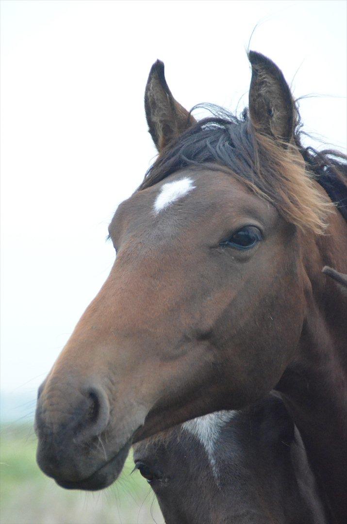 Dansk Varmblod Zig Zag Zugar billede 3