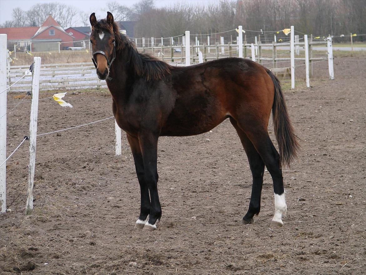 Dansk Varmblod Zig Zag Zugar billede 5