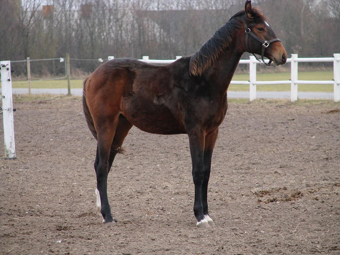 Dansk Varmblod Zig Zag Zugar billede 7