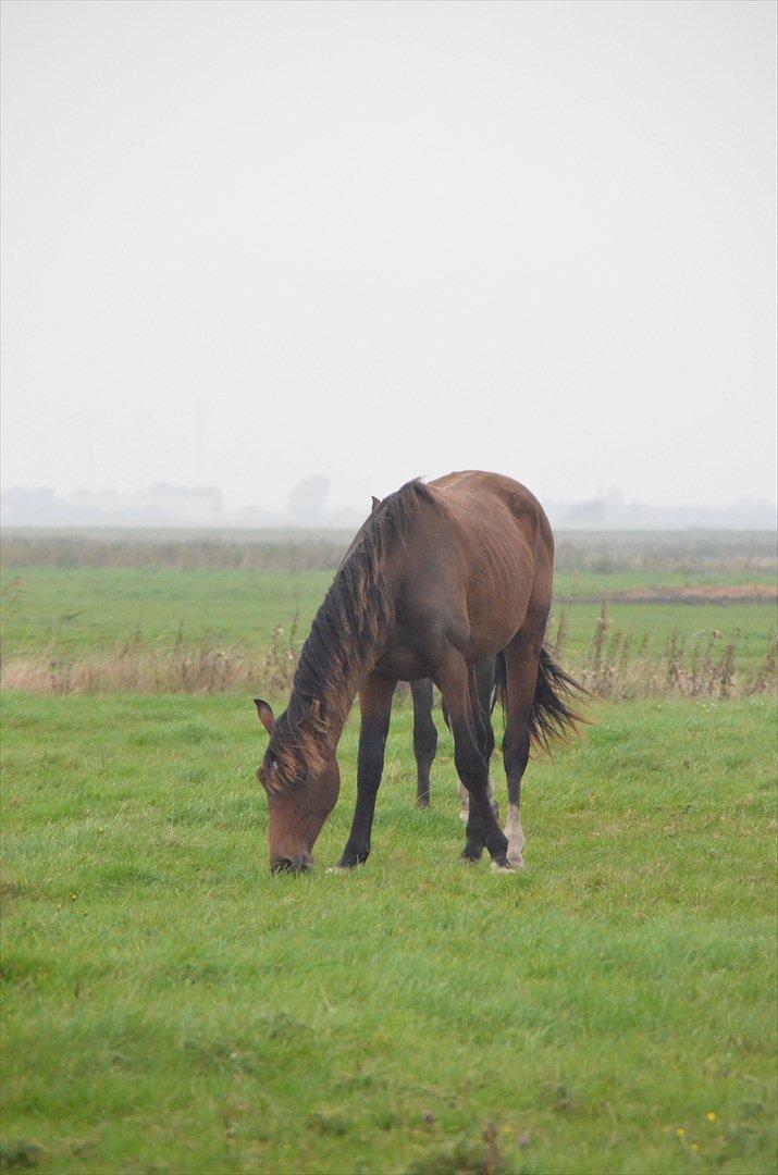Dansk Varmblod Zig Zag Zugar billede 9