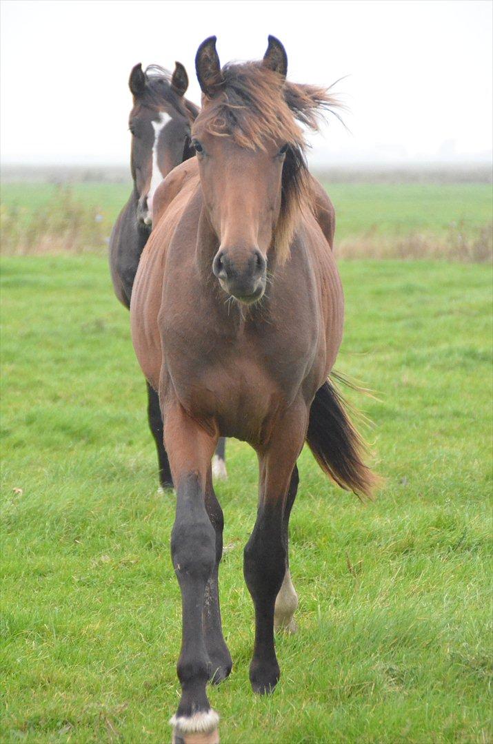 Dansk Varmblod Zig Zag Zugar billede 10