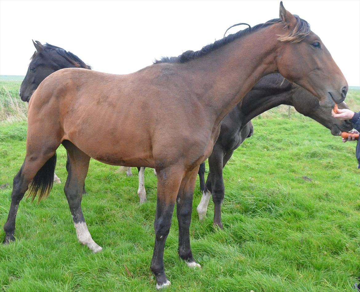 Dansk Varmblod Zig Zag Zugar billede 12