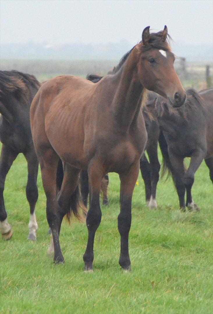 Dansk Varmblod Zig Zag Zugar billede 13