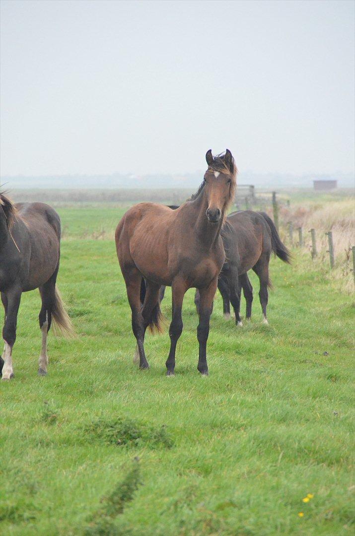 Dansk Varmblod Zig Zag Zugar billede 15