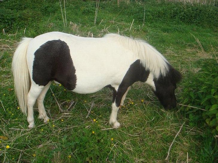 Shetlænder Olivia - Skatten <3 (Himmelhest) billede 5