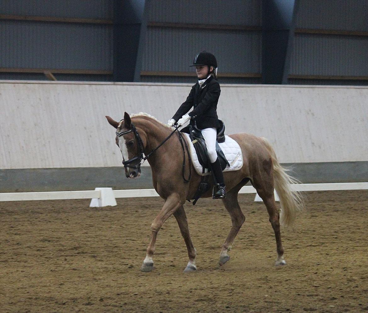 Anden særlig race Beauty  - Stævne I Herning den 17.September 2011 på Beauty 
 
1 plads 73 % i Første LC3  billede 11